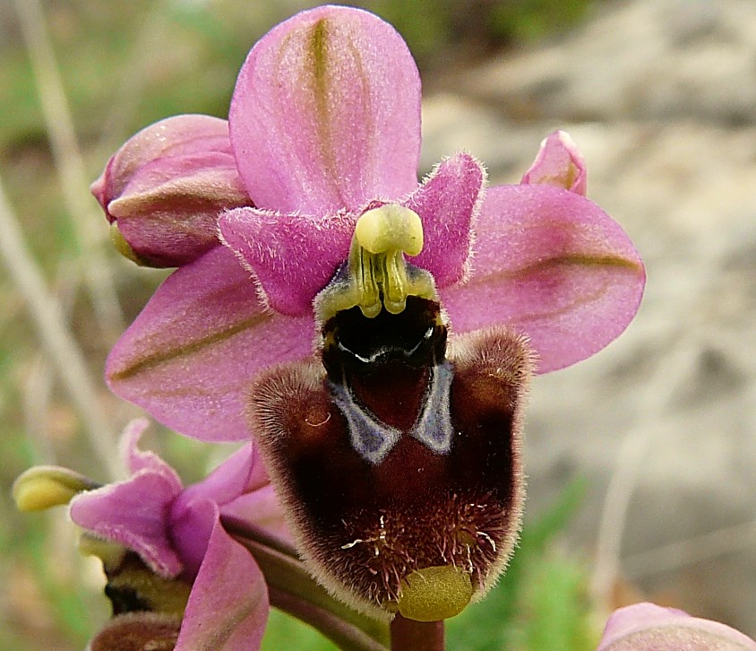 Ophrys Tenthredinifera......